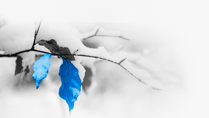 Rama de árbol con hoja azul y nieve